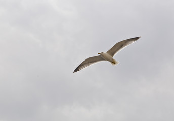 Fototapeta na wymiar Single seagull flying in the sky