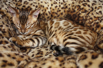Niedliche kleine Bengalkatze schläft im Katzenkörbchen