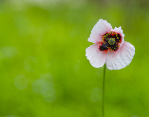 Elegant white and red colored wild poppy flower
