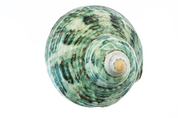 Snail Shell