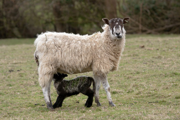 Scottish Mule x  Suffolk - ewe with lamb