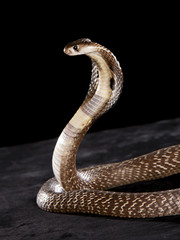 Deadly Cobra on table.. What a beauty