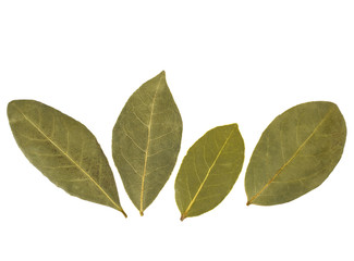Fototapeta premium Aromatic bay leaves
