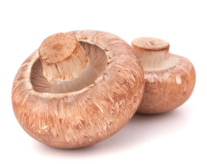 Brown champignon mushroom