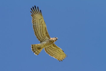Short-toed Eagle Holding Snake
