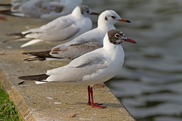 Black-headed Gulls