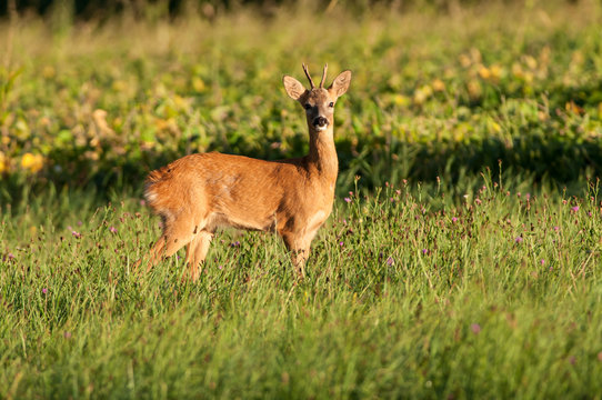 Chevrette dans les champs