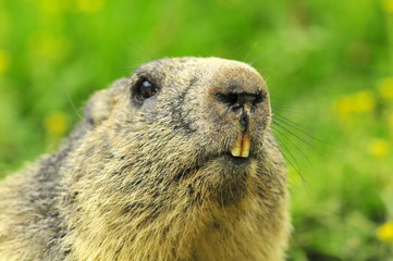marmotte