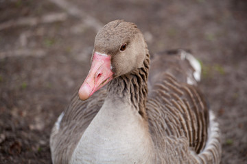 duck