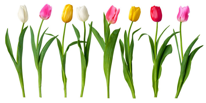 tulips