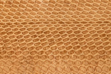 Snake skin