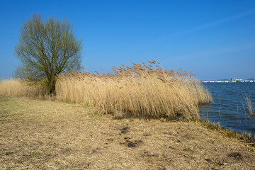 Reed bed along a lake near a city in spring