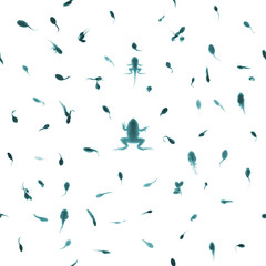 Seamless Tadpole Growth Stages