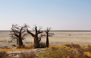 Fototapeta na wymiar Kubu baobaby na wyspie w zimie