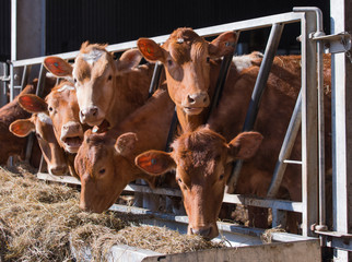 guersney cattle in cowshed