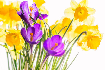 Crocuses and  daffodils, backlit