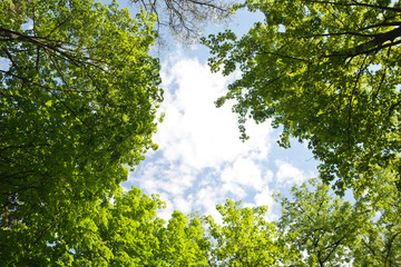 Fototapeta premium Frame from green leaves across sky