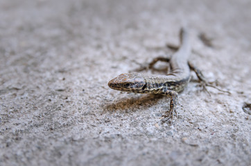Lizard, close shot