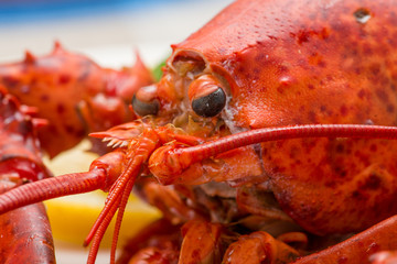 Astice rosso posto su un piatto