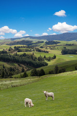 Fototapeta premium Lambs grazing on the picturesque landscape background