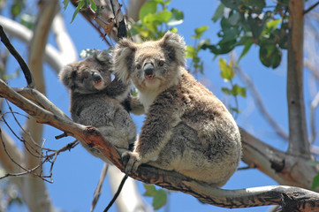 Koalas sauvages le long de Great Ocean Road, Victoria, Australie