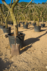 Spade in a tree nursery