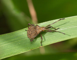 Large brown bug on a grass