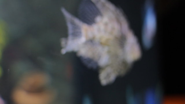 Scorpion fish underwater