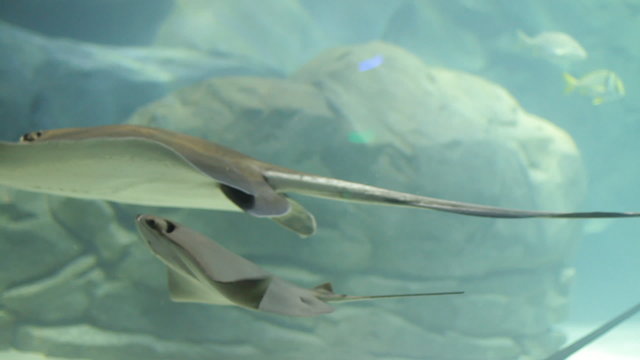 Ray swimming in aquarium