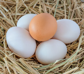 Fresh chicken and duck eggs in the straw nest