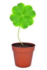 Growing green clover leaf in pot