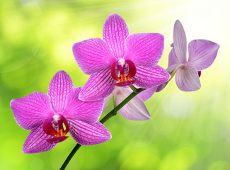 purple orchid on green background