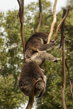 sleeping koalas