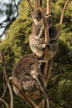 two koala bears sleeping on tree