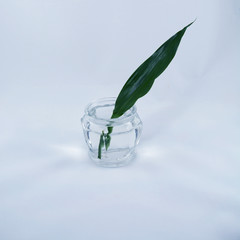 Long green leaf in a jar