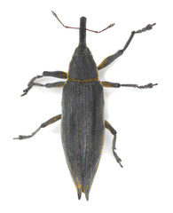 Lixus iridis isolated on white background