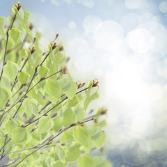 birch tree in garden