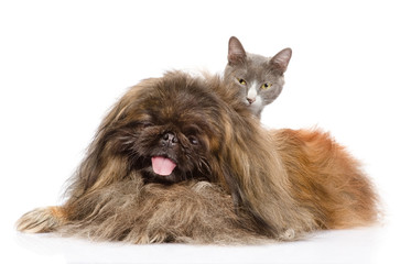 Obraz premium Pekingese dog with cat. isolated on white background