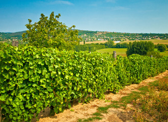 Fototapeta na wymiar Nice vineyard in Hungary