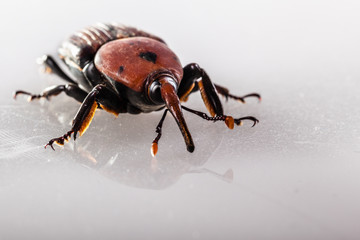 ugly weevil