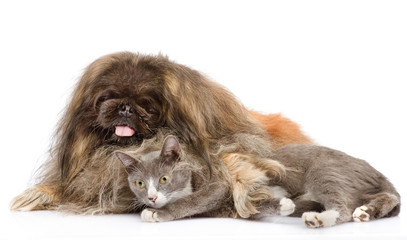 Fototapeta premium Fluffy Pekingese and cat together. isolated on white background