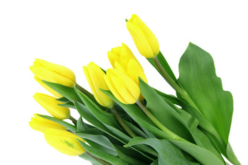 tulipany © fotodrobik