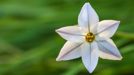 White flower Ipheion uniflorum