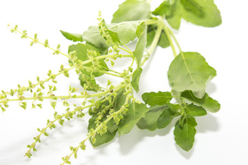 Basil leaves in closeup