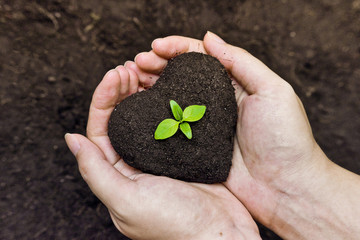 Obraz premium hands holding soil as a heart shape with a green tree