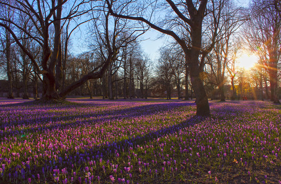 Krokusbl&uuml;te im Husumer Schlosspark