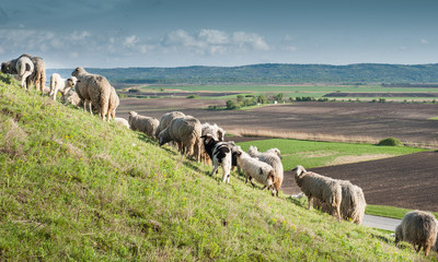 sheep on meadow