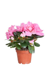 Blossoming pink azalea in a flowerpot