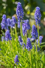 Blue grape hyacinth