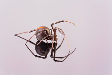 Australian Female Redback Spider side view walking
